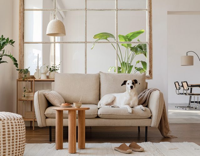 Living room interior design with dog lying on the beige modern sofa, side table and home decor.